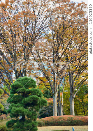 Beautiful gardens in the East Gardens of the Imperial Palace (Chiyoda-ku, Tokyo) 116925550