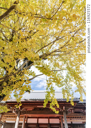 Milk ginkgo tree at Yusenji Temple in Sobue 116925572