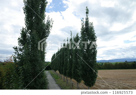 Tree-lined street scenery_Biei Tree-lined street scenery_Biei 116925573