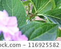 Frozen frozen leaves of hydrangea 116925582