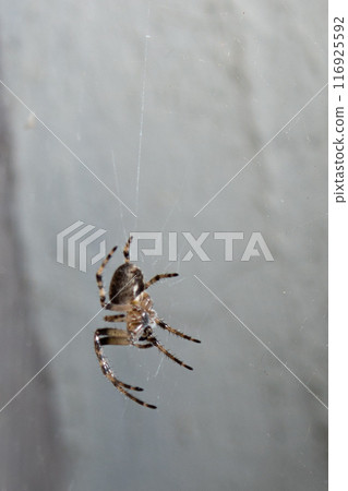 Spider in the web in the rays of night light Spider in the web in the rays of night light 116925592