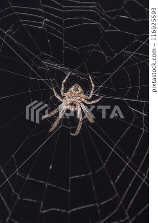 Spider in the web in the rays of night light Spider in the web in the rays of night light 116925593