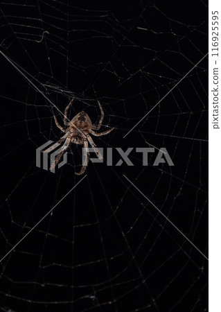 Spider in the web in the rays of night light Spider in the web in the rays of night light 116925595