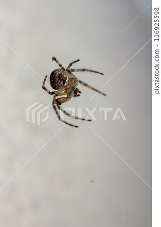 Spider in the web in the rays of night light 116925598