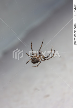 Spider in the web in the rays of night light Spider in the web in the rays of night light 116925603