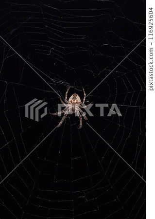 Spider in the web in the rays of night light Spider in the web in the rays of night light 116925604