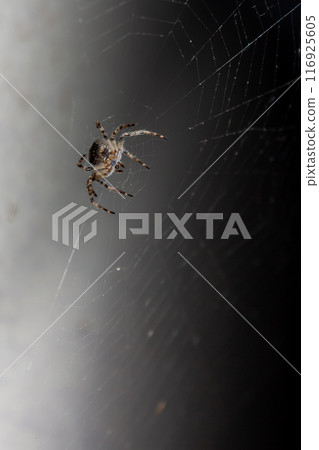 Spider in the web in the rays of night light 116925605