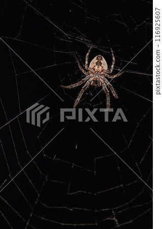 Spider in the web in the rays of night light 116925607