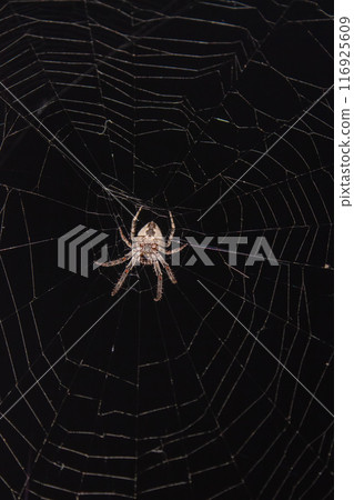 Spider in the web in the rays of night light Spider in the web in the rays of night light 116925609