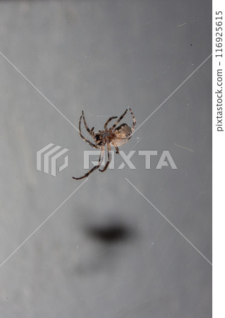 Spider in the web in the rays of night light Spider in the web in the rays of night light 116925615