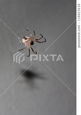 Spider in the web in the rays of night light Spider in the web in the rays of night light 116925616