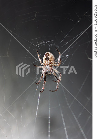 Spider in the web in the rays of night light Spider in the web in the rays of night light 116925618
