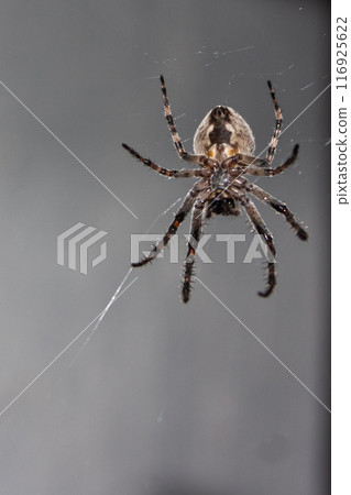 Spider in the web in the rays of night light Spider in the web in the rays of night light 116925622