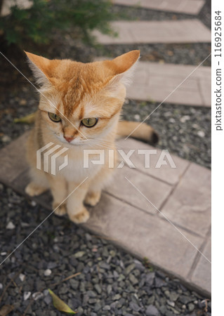 outdoor activity concept with british cat play on floor with pine and garden background 116925684