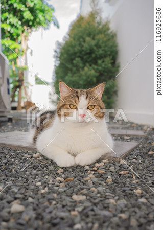 outdoor activity concept with scottish cat play on floor with pine and garden background 116925686