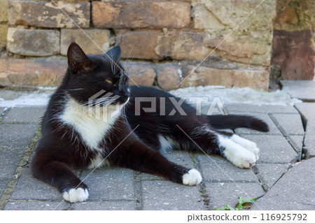 Black cat resting in the sun  116925792