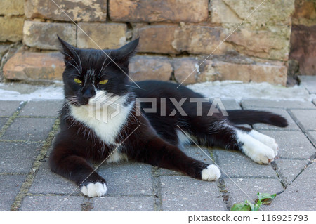 Black cat resting in the sun Black cat resting in the sun 116925793