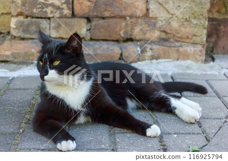 Black cat resting in the sun  116925794