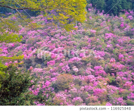 A large group of Mitsuba Azaleas on Makio Mountain (the mountain behind Saimyoji Temple) in Takao, Kyoto "Spring scenery on Shuzan Kaido" A large group of Mitsuba Azaleas on Makio Mountain (the mountain behind Saimyoji Temple) in Takao, Kyoto "Spring scenery on Shuzan Kaido" 116925848