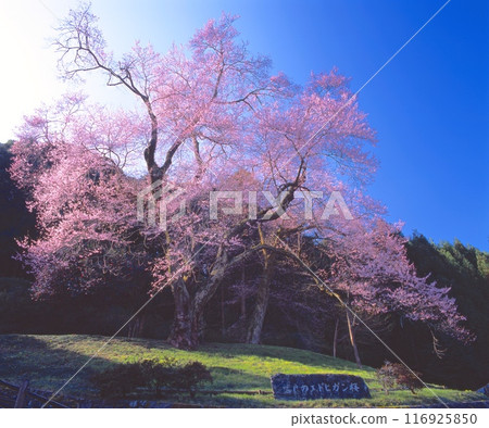 Kira's Edohigan Cherry Blossoms, a Prefectural Natural Monument (approximately 400 years old, 20m tall, 4.5m in circumference) 116925850