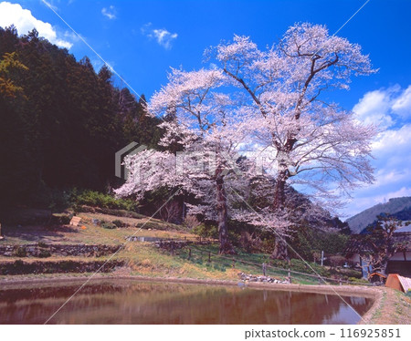 下呂溫泉名代櫻花「縣指定天然紀念物」（樹齡約400年，高30m、25m、週長4m、3m的2棵） 116925851