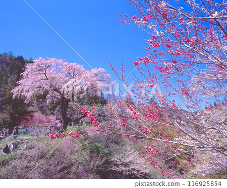 被村裡指定為天然紀念物的黑船櫻花(樹齡約160年,高20m,樹幹週長4.5m)和清池川的鮮綠 被村裡指定為天然紀念物的黑船櫻花(樹齡約160年,高20m,樹幹週長4.5m)和清池川的鮮綠 116925854