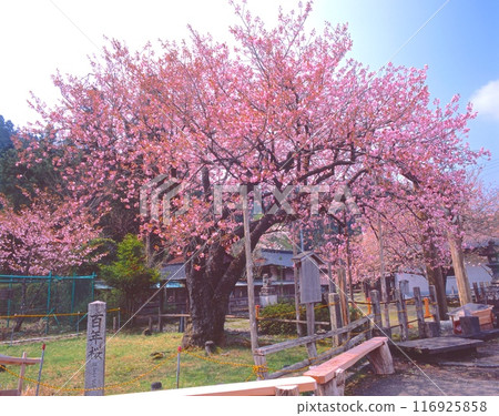 Kuroda Hyakunenzakura (a rare variety of Yamazakura with single and double flowers blooming together) (approximately 100 years old) Keihokumiya, Ukyo Ward, Kyoto City, Kyoto Prefecture 116925858