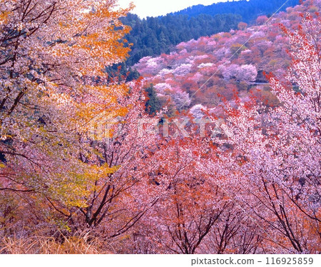 Yoshinoyama Senbonzakura (view of Nakasenbon and Kamisenbon from Hanayagura) "World Cultural Heritage / Sacred Sites and Pilgrimage Routes in the Kii Mountain Range" " 116925859