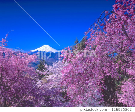 「世界文化遺產」富士山與紅白櫻花 山梨郡大月市富濱町 「世界文化遺產」富士山與紅白櫻花 山梨郡大月市富濱町 116925862