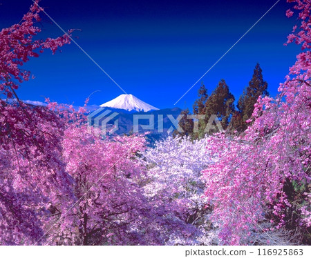 「世界文化遺產」富士山與紅白櫻花 山梨郡大月市富濱町 116925863