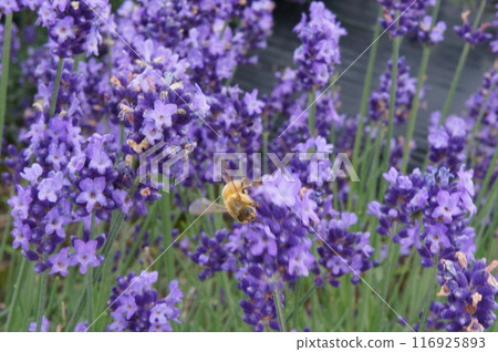 蜜蜂與薰衣草花蜜 蜜蜂與薰衣草花蜜 116925893