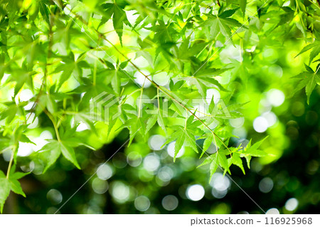Refreshing fresh green 116925968