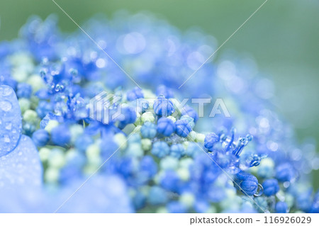 含水的水合物在雨中濕潤 116926029