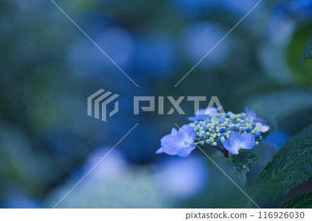 在雨季的雨季濕潤的含水繡球花 在雨季的雨季濕潤的含水繡球花 116926030