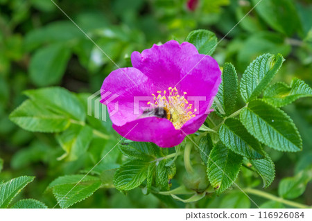 Beauty of a bumblebee pollinating a flower on a sunny day Beauty of a bumblebee pollinating a flower on a sunny day 116926084