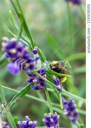 Beauty of a bumblebee pollinating a flower on a sunny day  116926088