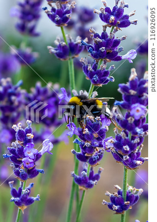 Beauty of a bumblebee pollinating a flower on a sunny day  116926095