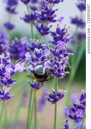 Beauty of a bumblebee pollinating a flower on a sunny day  116926097