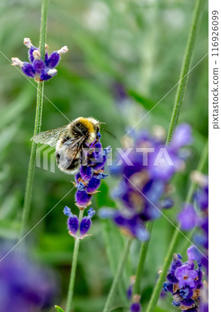 Beauty of a bumblebee pollinating a flower on a sunny day  116926099