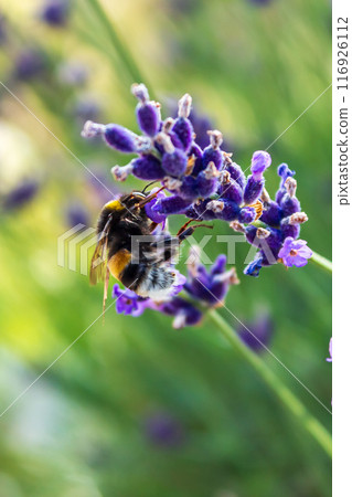 Beauty of a bumblebee pollinating a flower on a sunny day  116926112