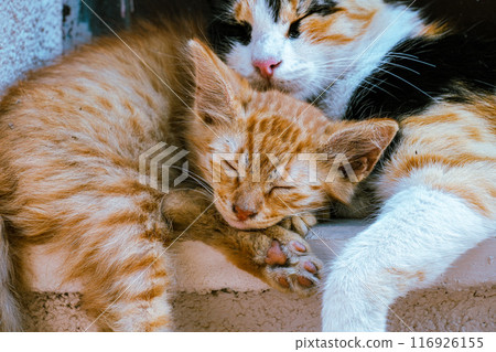 cute kitten sleeping on the ground 116926155