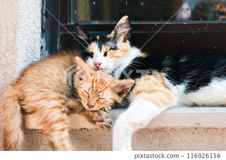 cute kitten sleeping on the window 116926156