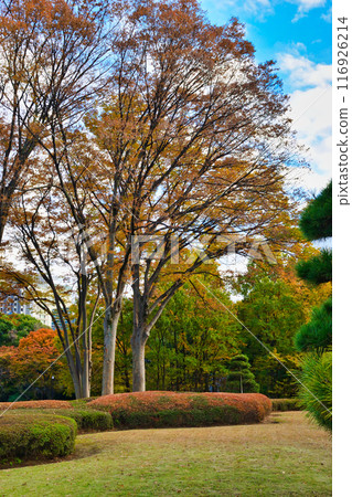 Beautiful gardens in the East Gardens of the Imperial Palace (Chiyoda-ku, Tokyo) Beautiful gardens in the East Gardens of the Imperial Palace (Chiyoda-ku, Tokyo) 116926214