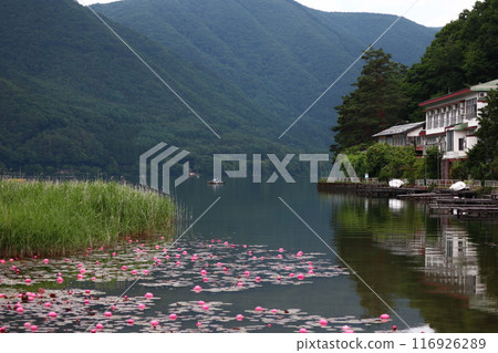木崎湖盛開的粉紅色睡蓮和湖邊的建築 116926289