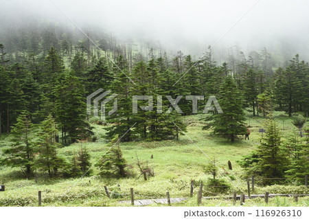 A plateau wrapped in fog A plateau wrapped in fog 116926310