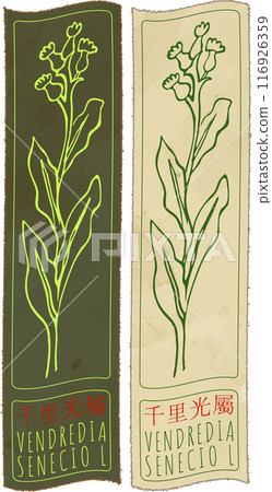 Vector drawing VENDREDIA in Chinese. Hand drawn illustration. Latin name is SENECIO L Vector drawing VENDREDIA in Chinese. Hand drawn illustration. Latin name is SENECIO L 116926359
