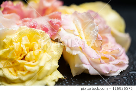 yellow roses 116926575