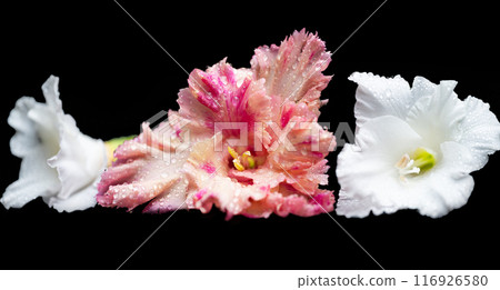 gladiolus flowers isolated gladiolus flowers isolated 116926580