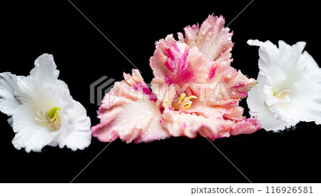 gladiolus flowers isolated 116926581