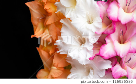 gladiolus flowers isolated gladiolus flowers isolated 116926586